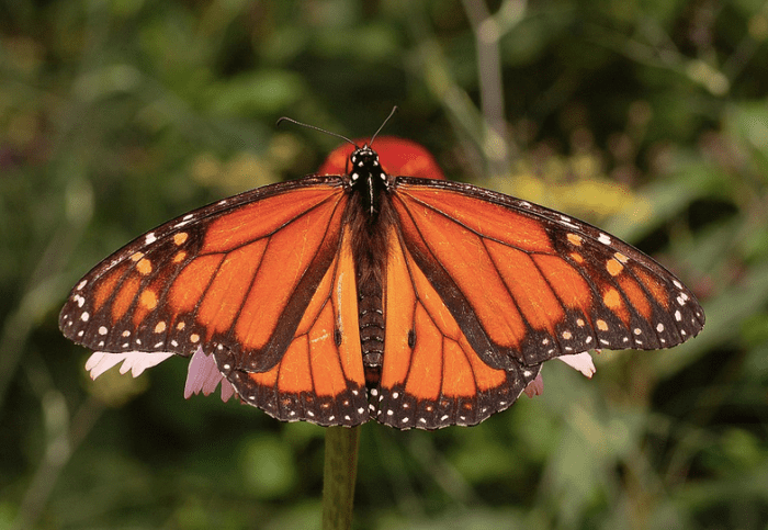 The Monarch
