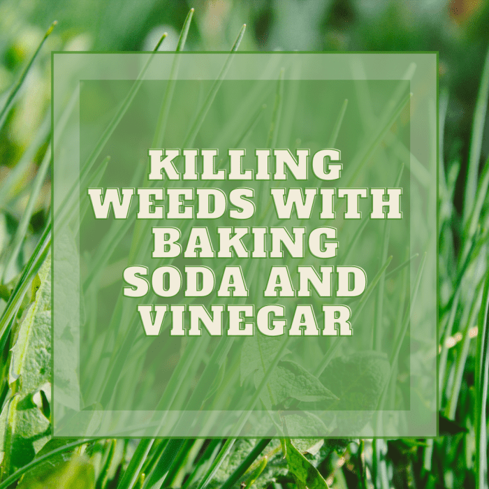 How to Kill Weeds With Vinegar or Baking Soda Dengarden