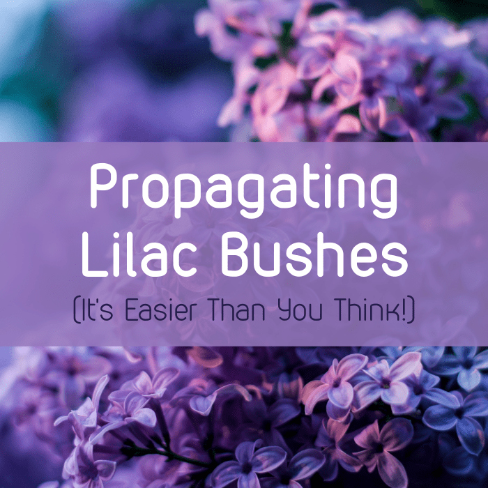 Learn how to propagate your lilac—the easy way!