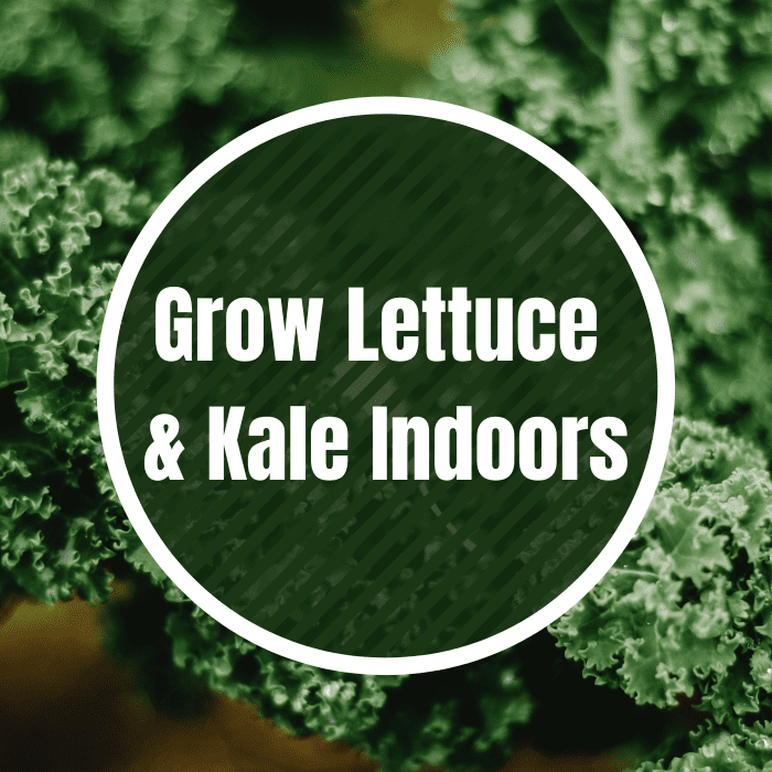 How to Grow Lettuce and Kale Indoors to Beat the Winter Gardening Blues ...