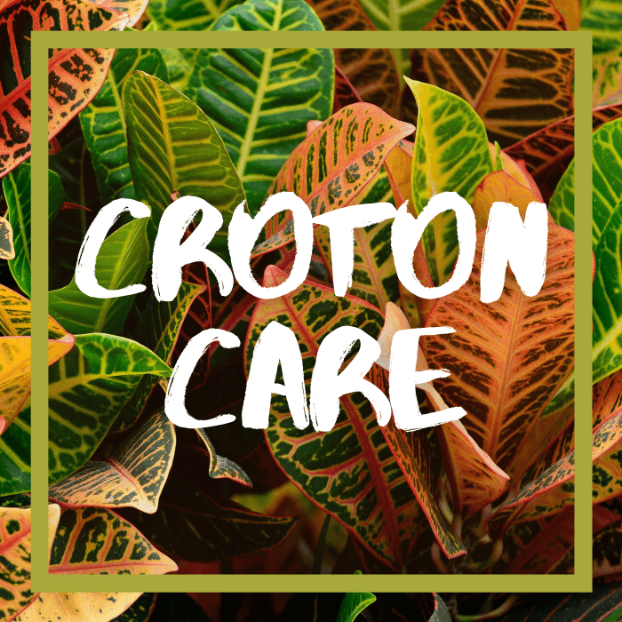 Croton houseplant care.