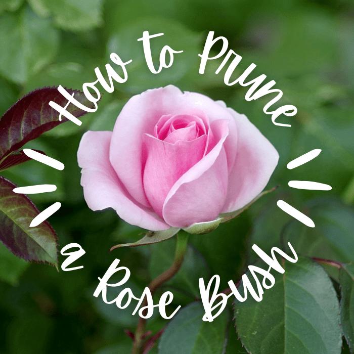 Learn when to give your rose bushes a trim and how to cut off dead branches.