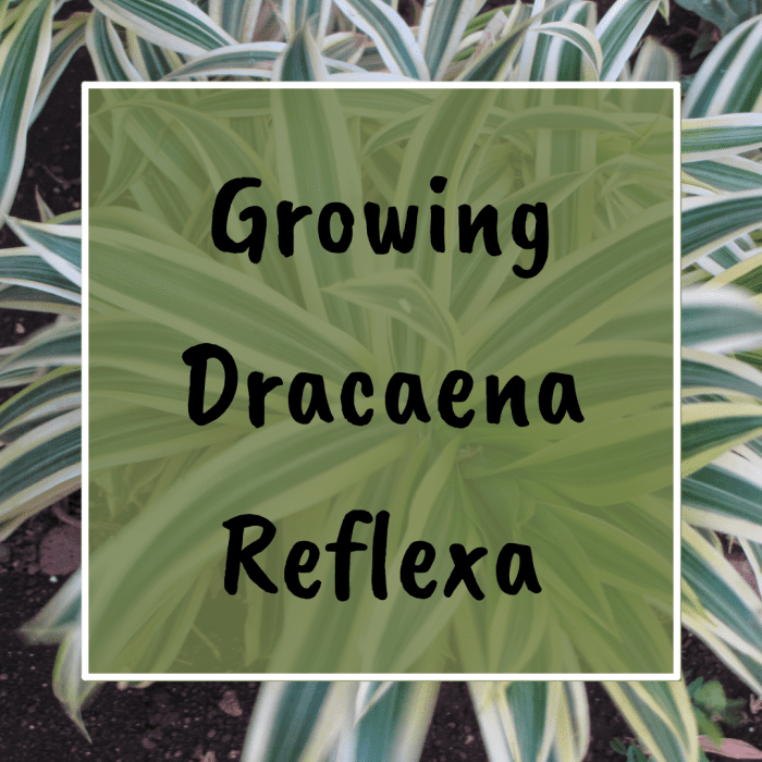 This article will teach you how to grow, care for, and maintain the Dracaena Reflexa plant, also known as the Song of Jamaica.