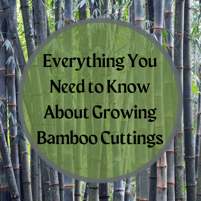 Learn three methods of bamboo cuttings: root mass divisions, rhizome cuttings, and culm burial. This article explains the tools and varying moisture and soil requirements for each method.