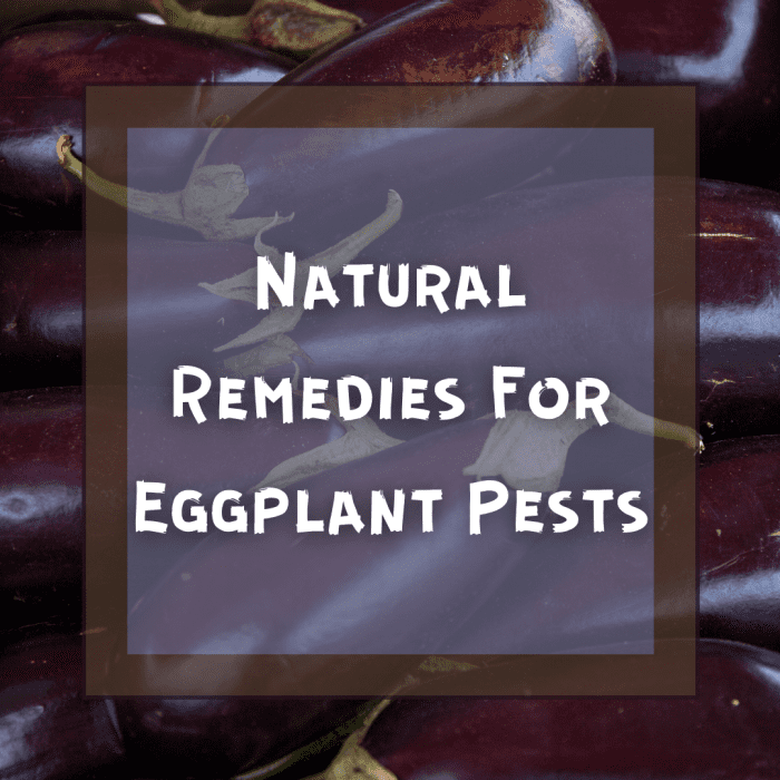 Identifying and Removing 5 Common Eggplant Pests Dengarden