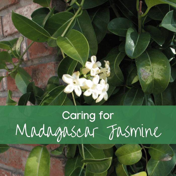Madagascar Jasmine or wax flower is a heavily perfumed climber. The waxen flowers appear in groups or 'pips' along the stems.