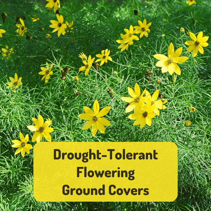 Need to cover some dry, poor soil in your yard? Try coreopsis or one of these other flowering ground covers!