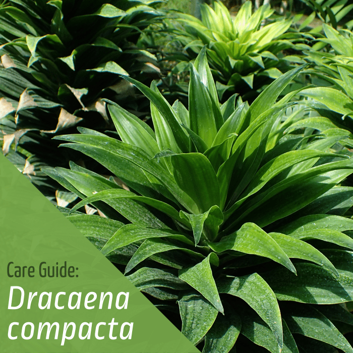 Learn how to grow a healthy Dracaena compacta.