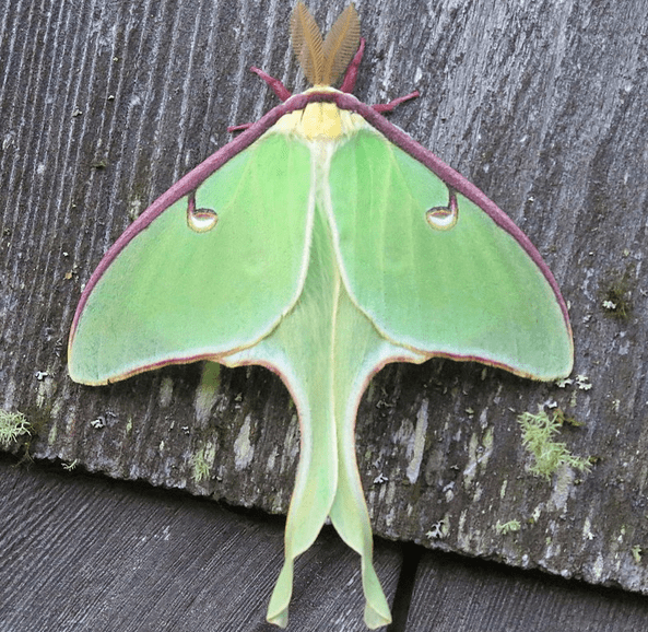 The spectacular luna moth, one of the species featured in this guide