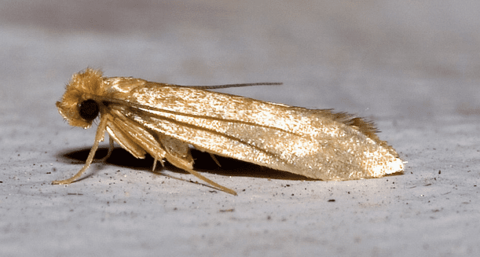 Close-up of a clothes moth