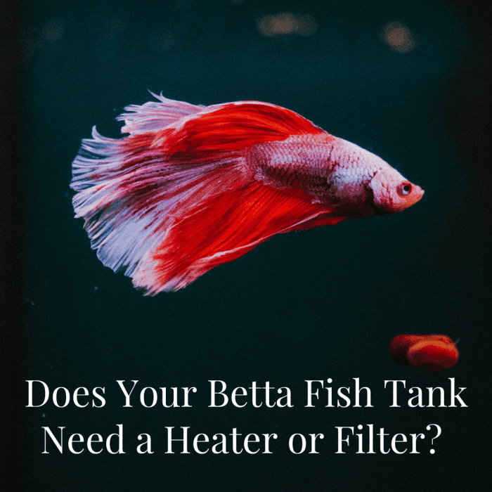 Find out if you should add a filter and heater to your Betta fish's tank. Learn the true needs of this beautiful, tropical fish.