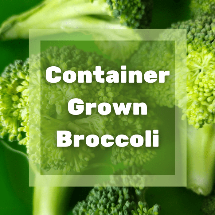 Learn the ins and outs of growing broccoli in a container garden, including info on planting, general care, transplanting, and harvesting.