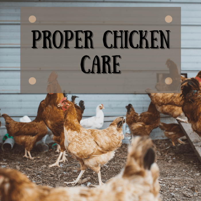 Learn how to care for chickens by building a safe chicken run and providing the correct plants for food and protection.