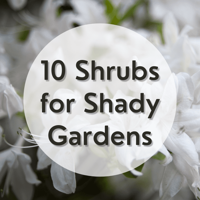Finding a blooming shrub for a dappled, partial, or full shade spot is a challenge. Learn about 10 beautiful options for your shady garden.