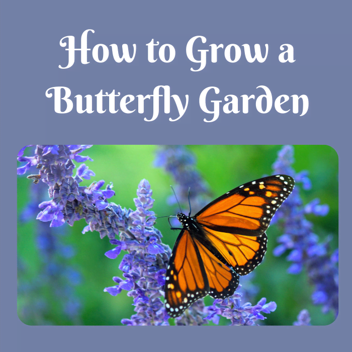 How to Attract Butterflies to Your Garden With Both Plants and Fruit ...