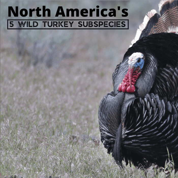 North American wild turkeys are all the same species, but they can be divided into five unique subspecies by characteristics like size, range, and appearance.