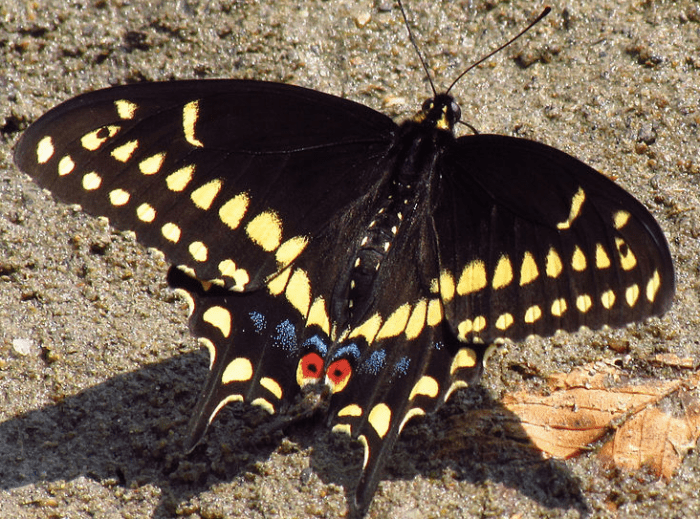 Swallowtail Butterfly Identification A Quick and Easy Guide to North