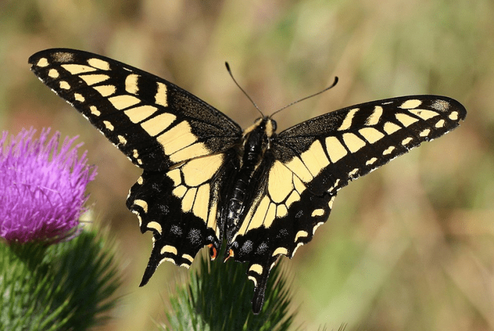 The anise swallowtail