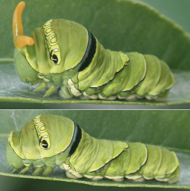 Swallowtail caterpillar showing the osmeterium (top)