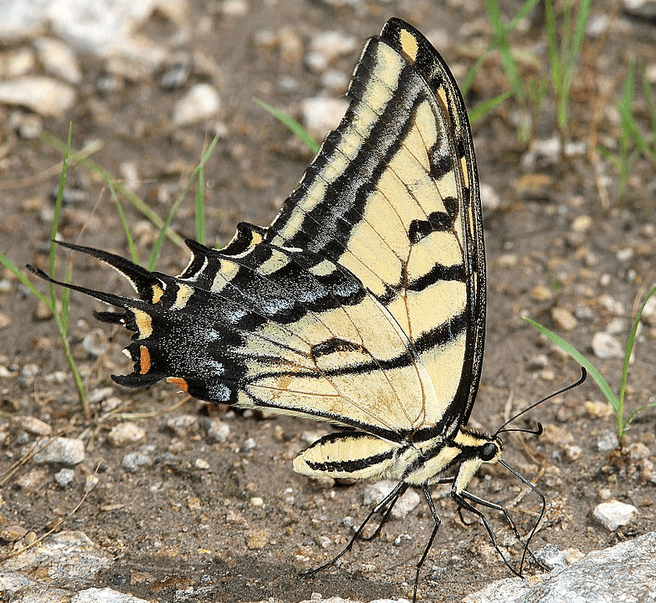 The two-tailed swallowtail