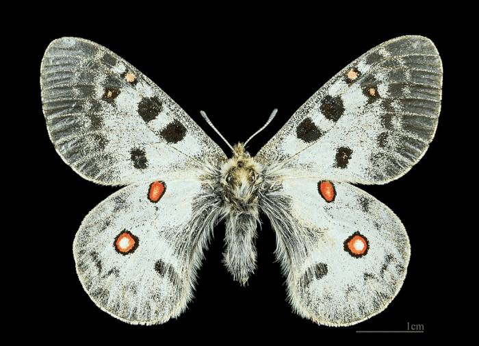 Parnassius swallowtails look very different from most of their relatives