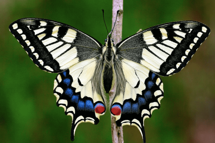 Papilio machaon, very similar to the Oregon swallowtail