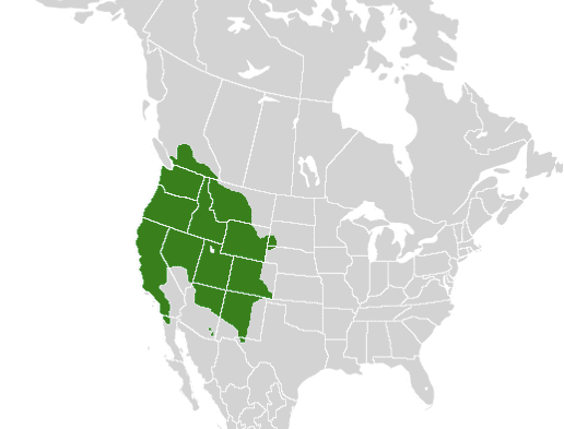 Range of the western tiger swallowtail