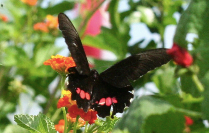 If you are lucky, you may come across a ruby-spotted swallowtail