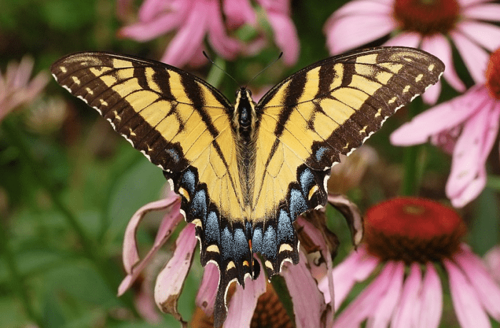 Eastern Tiger Swallowtail