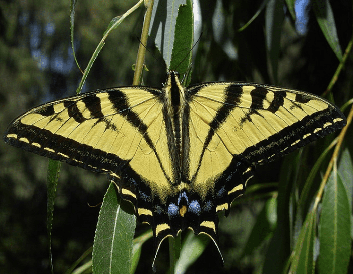 swallowtail-butterflies-of-north-america