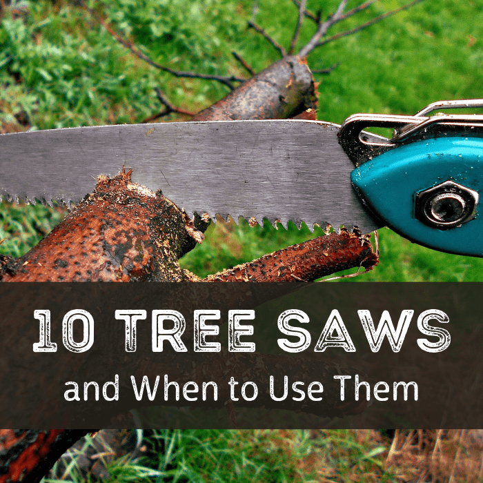 The Best Tree Saws for Every Backyard and Garden Task Dengarden