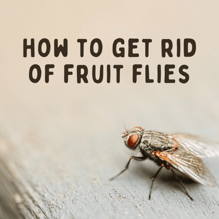 How to Get Rid of Fruit Flies Fast Dengarden