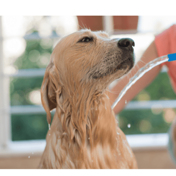 A Guide to Giving your Dog a Bath at Home HubPages