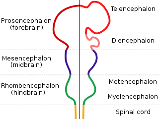 The entire human CNS is formed from walls of a tube filled with fluid (the neural tube). The tube itself then becomes the brain's ventricular system.