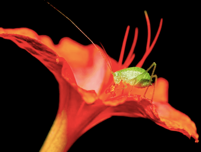 True Katydid