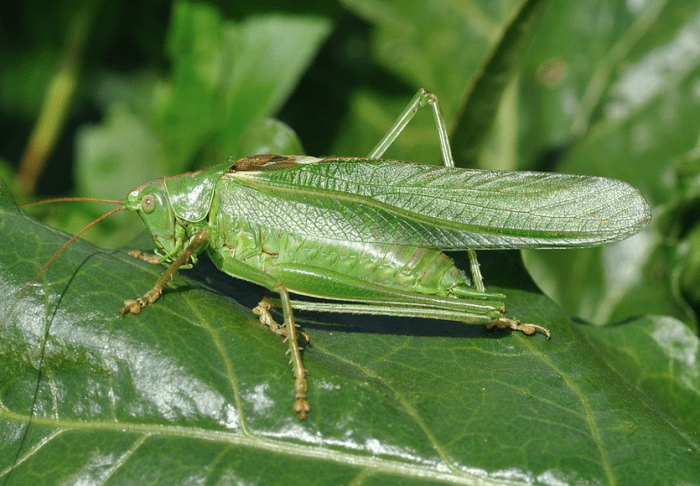 The Common Meadow Katydid