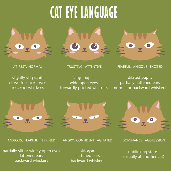 Cat Body Language Chart and Pictures - PetHelpful