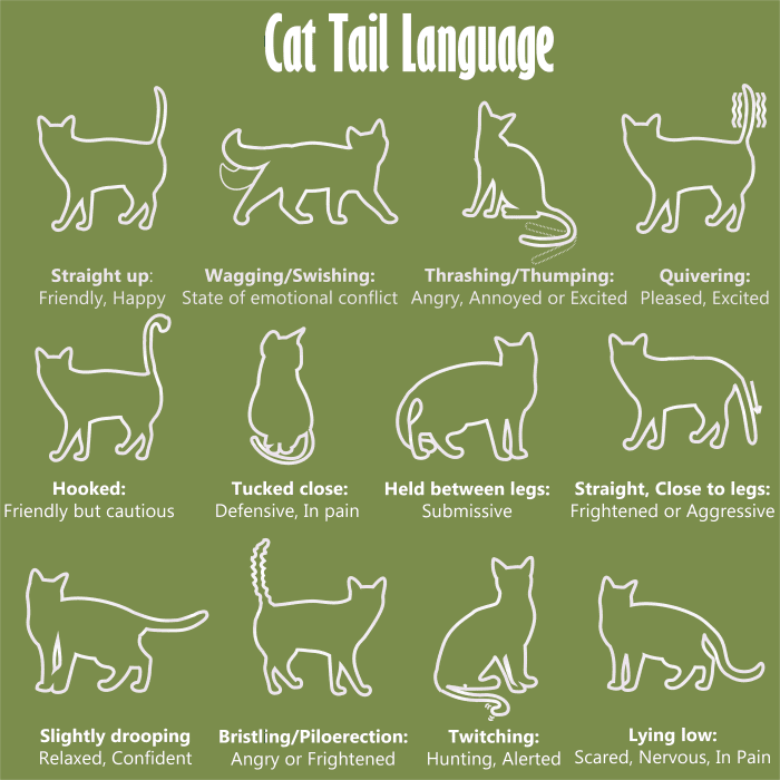 Cat Body Language Chart And Pictures - PetHelpful