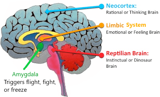 Human brain evolution suggests a 3-in-1 theory. This idea was developed by Paul MacLean, the person who discovered and named the Limbic System.