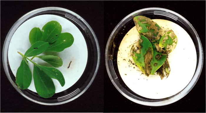 Bt toxins present in the leaves on the left protect it from the kind of extensive damage caused to the unprotected leaves on the right.
