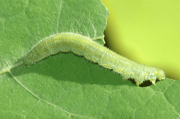 Caterpillar of the cabbage white, Pieris rapae