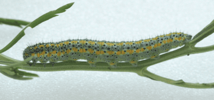Checkered white caterpillar