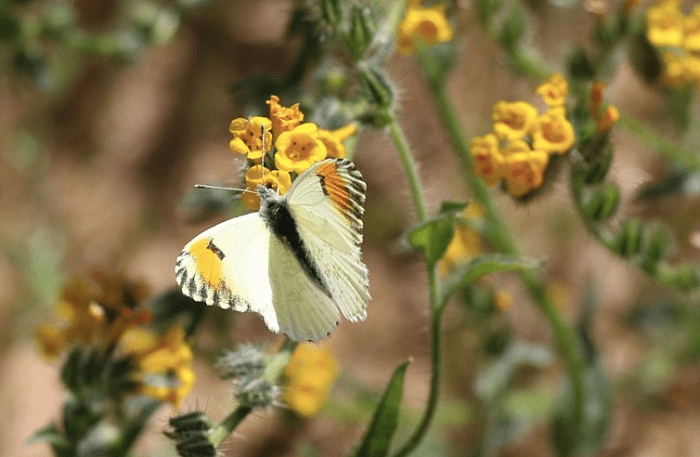 Sara orange tip