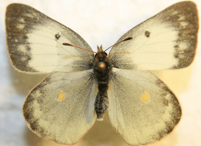 Colias philodice, white-form female