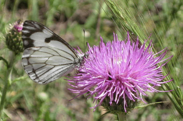 Western pine white