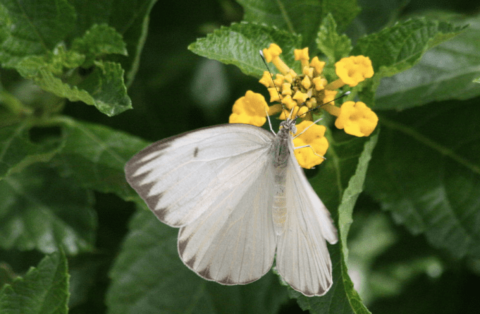 Ascia monuste, the great southern white butterfy