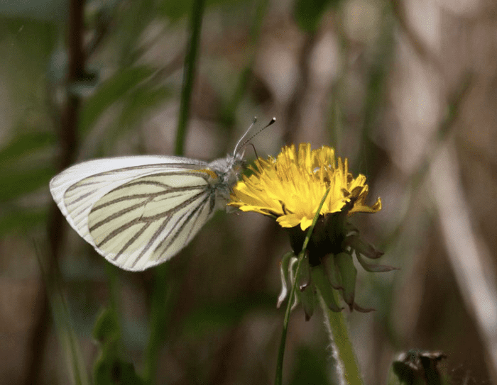 The mustard white butterfly