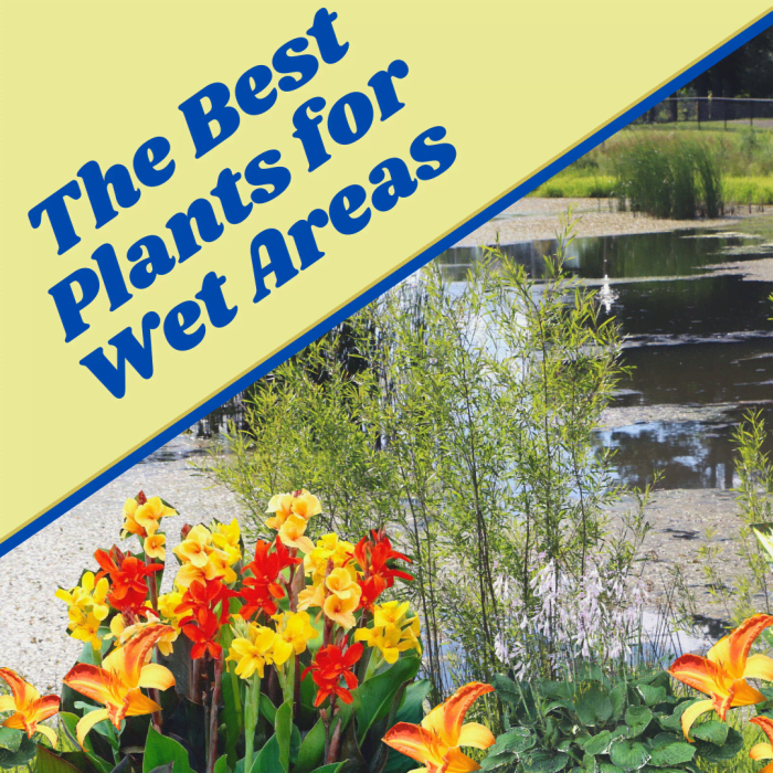 15 Plants That Like Wet Soil (Plus Growing Tips and FAQs) Dengarden