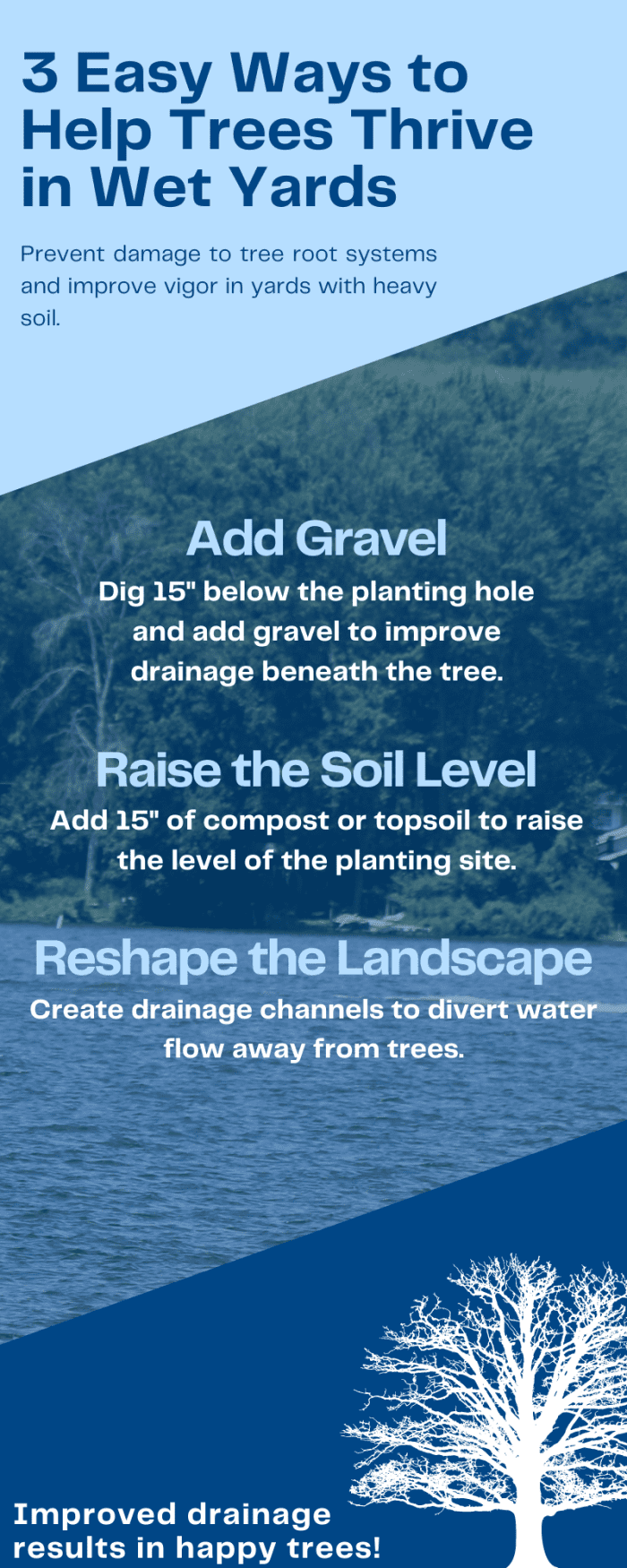 11 Trees and Shrubs That Like Wet Soil (Plus Growing Tips) Dengarden