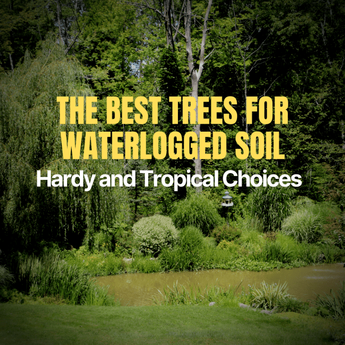 11 Trees That Like Wet Soil (Plus Growing Tips and FAQs) Dengarden
